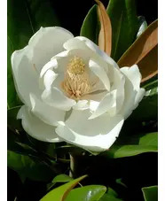 Magnolia grandiflora 'Exmouth'