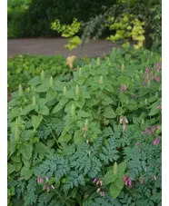 Teucrium lamiifolium