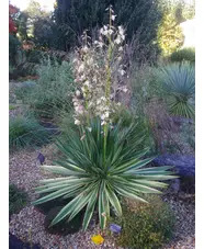 Yucca gloriosa 'Variegata'