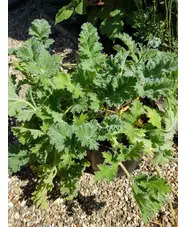 Pelargonium x schottii 