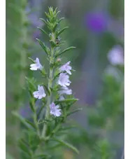 Satureja montana