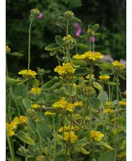 Phlomis chrysophylla