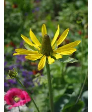 Rudbeckia maxima