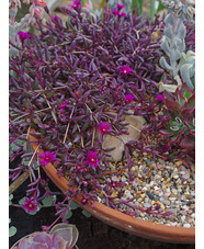 Delosperma Desert Dancers 'Purple'