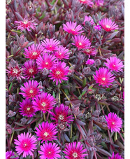 Delosperma Desert Dancers 'Purple'