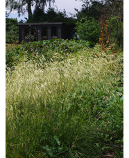 Deschampsia cespitosa 'Goldschleier'