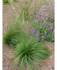 Deschampsia cespitosa 'Waldschatt'