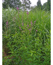 Desmodium canadense