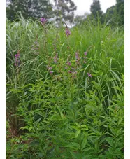 Desmodium canadense