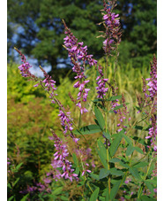 Desmodium canadense