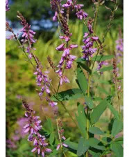 Desmodium canadense