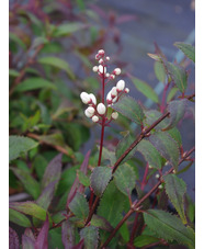 Deutzia gracilis