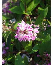 Deutzia × hybrida 'Strawberry Fields'