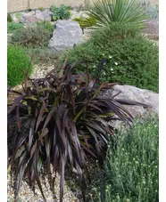 Dianella tasmanica [Blaze] ('Npw2')