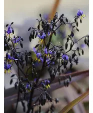 Dianella tasmanica [Blaze] ('Npw2')