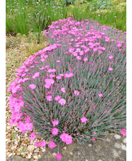 Dianthus - bright pink