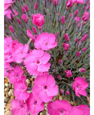 Dianthus - bright pink