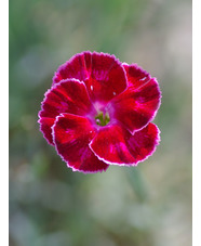 Dianthus 'Brympton Red'