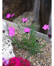 Dianthus carthusianorum 'Rupert's Pink'