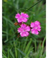 Dianthus carthusianorum 'Rupert's Pink'