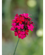 Dianthus cruentus