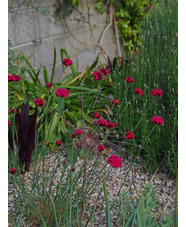 Dianthus cruentus