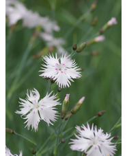 Dianthus - frilly white