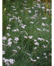 Dianthus - frilly white