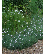 Dianthus - frilly white