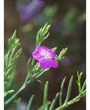 Dianthus fruticosus