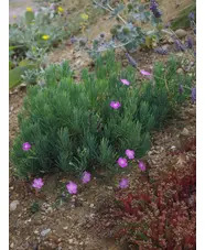 Dianthus fruticosus