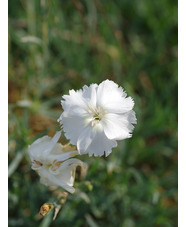 Dianthus 'Musgrave's Pink'