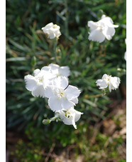 Dianthus 'Musgrave's Pink'