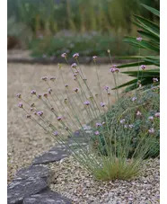 Dianthus pinifolius