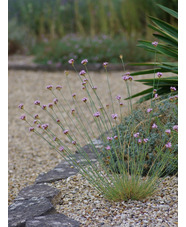 Dianthus pinifolius