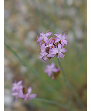 Dianthus pinifolius