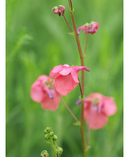 Diascia barbarae 'Ruby Field'