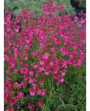 Diascia barbarae 'Ruby Field'