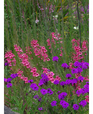 Diascia integerrima