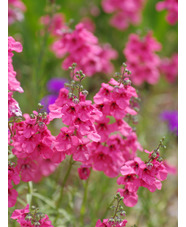 Diascia integerrima