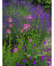 Diascia personata 'Du Toits Peak'
