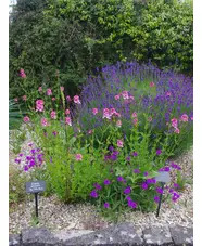 Diascia personata 'Du Toits Peak'