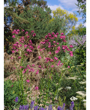 Diascia personata 'Du Toits Peak'