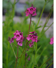 Diascia personata 'Du Toits Peak'