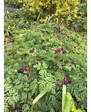 Dicentra formosa 'Bacchanal'