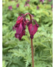 Dicentra formosa 'Bacchanal'