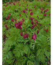 Dicentra formosa 'Bacchanal'