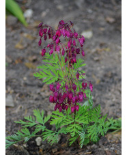 Dicentra formosa 'Cox's Dark Red'