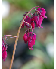 Dicentra formosa 'Cox's Dark Red'