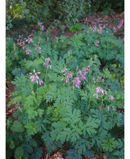 Dicentra formosa Pewter Pink